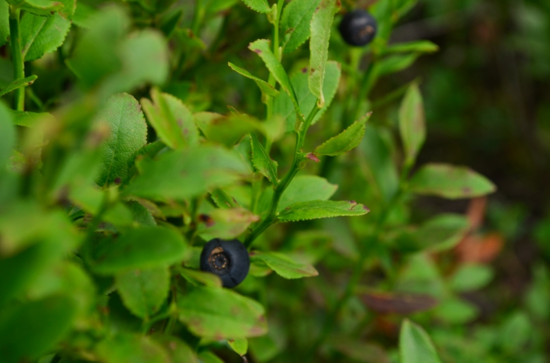 Отдых в гармонии с природой: как провести отпуск в Буковеле