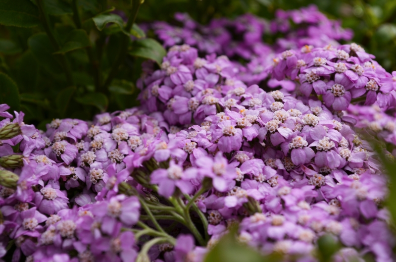 Отдых в гармонии с природой: как провести отпуск в Буковеле