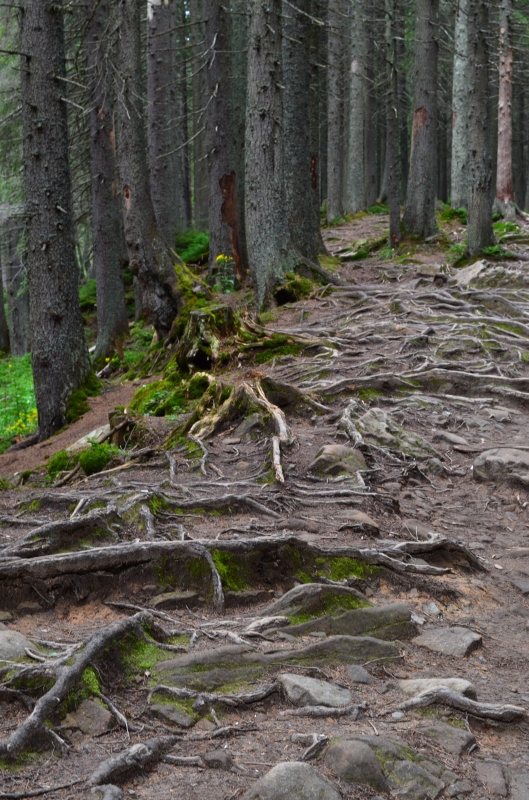 Отдых в гармонии с природой: как провести отпуск в Буковеле
