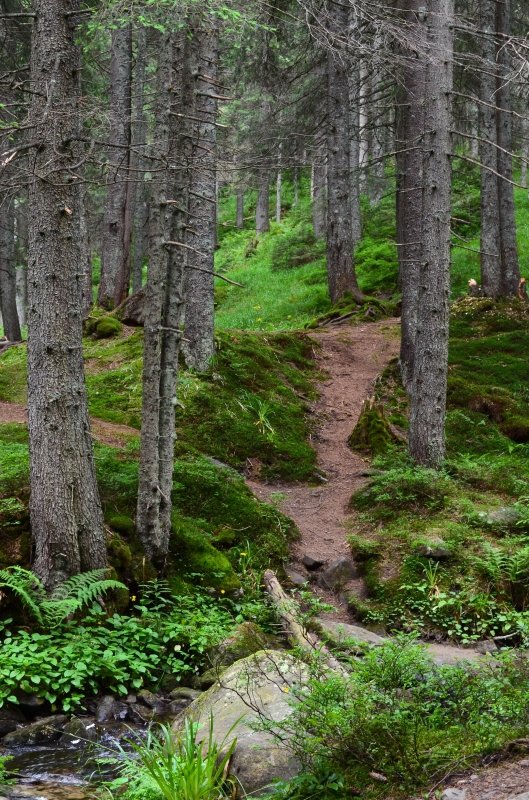 Отдых в гармонии с природой: как провести отпуск в Буковеле