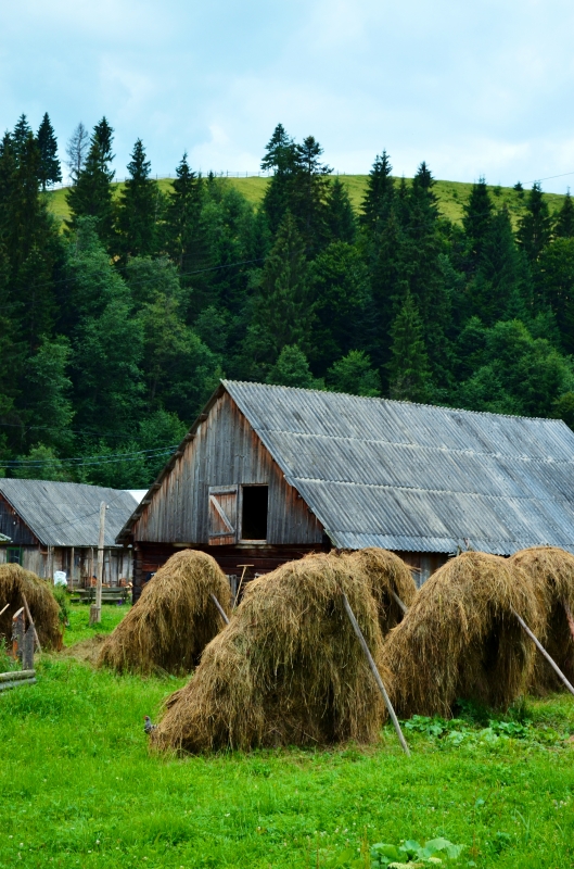 Отдых в гармонии с природой: как провести отпуск в Буковеле