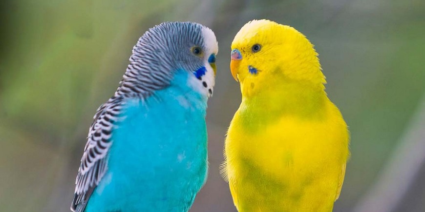 Как попугаи научились говорить