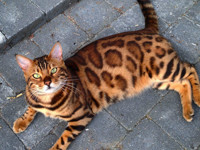 Домашний леопард: необычный кот стал новой звездой Сети - Домашние питомцы ... - «Дом»