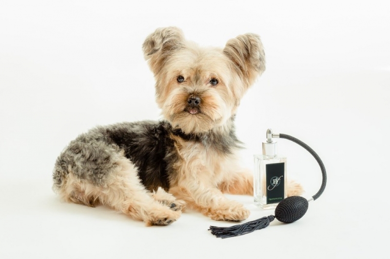 Wi-Fi-миска - «Дом»