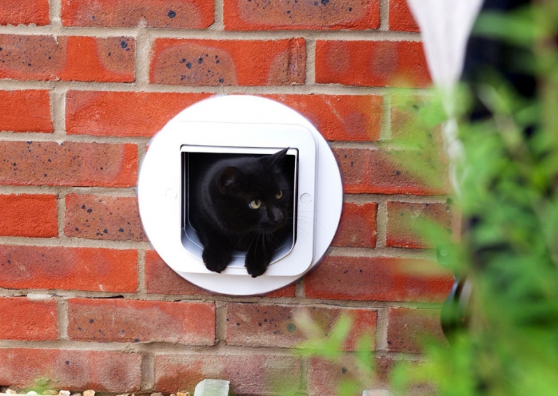 Wi-Fi-миска - «Дом»