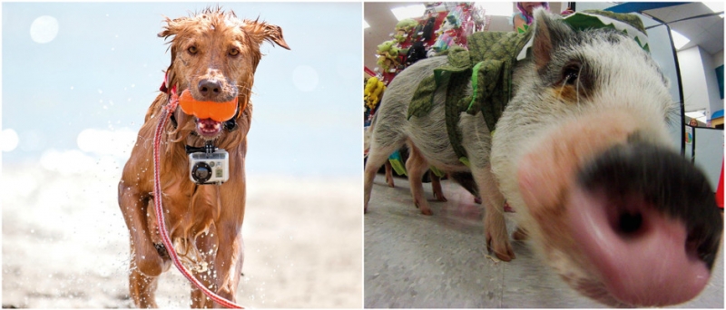 Wi-Fi-миска - «Дом»