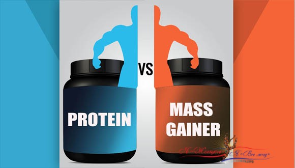 Что лучше влияет на набор массы – протеин или гейнер