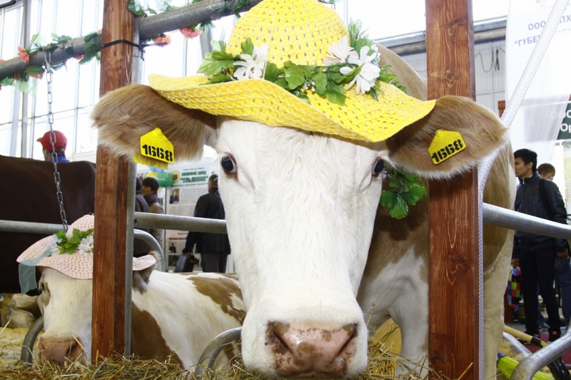 Грибы, верблюды, космос: семейный уик-энд 7-9 октября - «Развлечения»