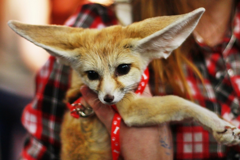 Лисий праздник, роботы-герои и океан цветов: семейные выходные 2-3 июля - «Развлечения»