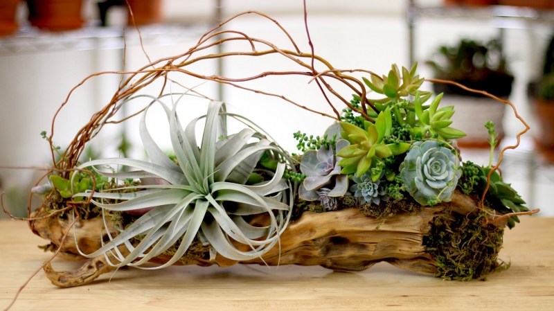Driftwood + Air Plants + Succulents  - «Видео советы»