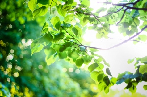 Почему стоит любить весну: 10 причин Почему стоит любить весну: 10 причин