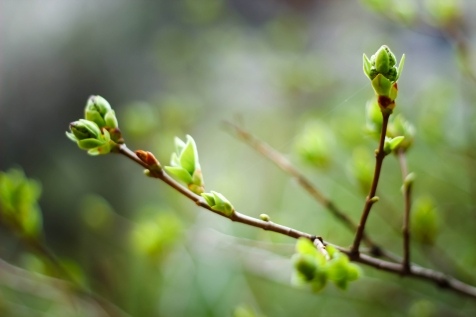 Почему стоит любить весну: 10 причин Почему стоит любить весну: 10 причин