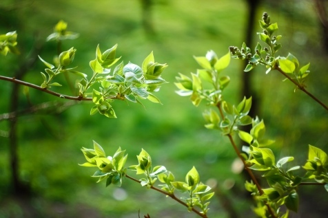 Почему стоит любить весну: 10 причин Почему стоит любить весну: 10 причин