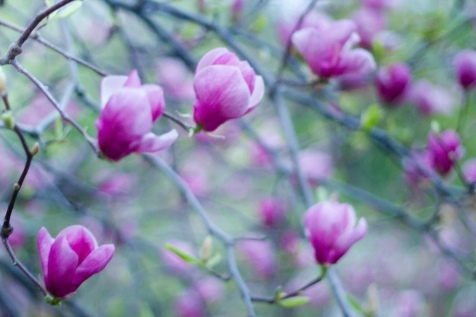 Почему стоит любить весну: 10 причин Почему стоит любить весну: 10 причин