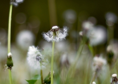 Почему стоит любить весну: 10 причин Почему стоит любить весну: 10 причин
