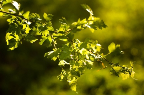 Kiev Parks: 7 парков Киева для прогулок и отдыха Kiev Parks: 7 парков Киева для прогулок и отдыха