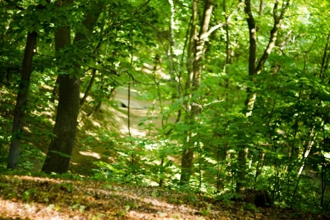 Kiev Parks: 7 парков Киева для прогулок и отдыха Kiev Parks: 7 парков Киева для прогулок и отдыха