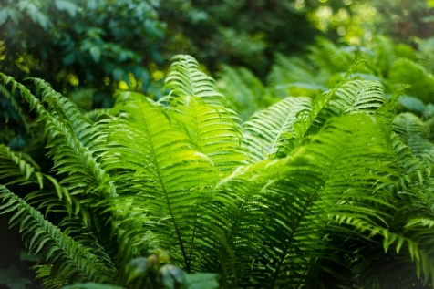 Kiev Parks: 7 парков Киева для прогулок и отдыха Kiev Parks: 7 парков Киева для прогулок и отдыха