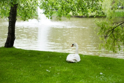 Kiev Parks: 7 парков Киева для прогулок и отдыха Kiev Parks: 7 парков Киева для прогулок и отдыха