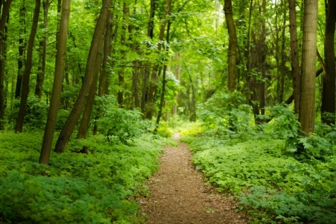 Kiev Parks: 7 парков Киева для прогулок и отдыха Kiev Parks: 7 парков Киева для прогулок и отдыха