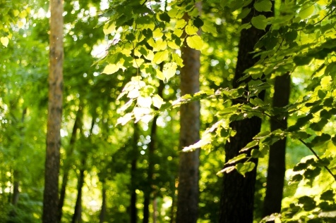 Kiev Parks: 7 парков Киева для прогулок и отдыха Kiev Parks: 7 парков Киева для прогулок и отдыха