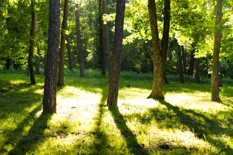 Kiev Parks: 7 парков Киева для прогулок и отдыха Kiev Parks: 7 парков Киева для прогулок и отдыха