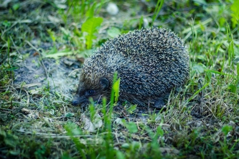Kiev Parks: 7 парков Киева для прогулок и отдыха Kiev Parks: 7 парков Киева для прогулок и отдыха