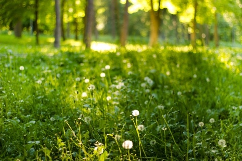 Kiev Parks: 7 парков Киева для прогулок и отдыха Kiev Parks: 7 парков Киева для прогулок и отдыха