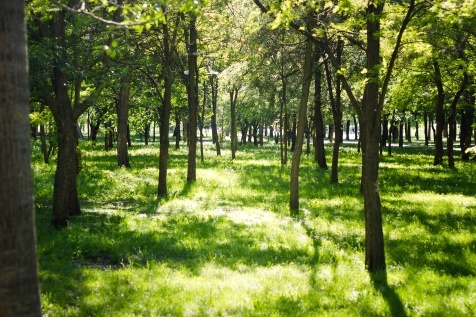 Kiev Parks: 7 парков Киева для прогулок и отдыха Kiev Parks: 7 парков Киева для прогулок и отдыха