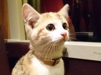 Потерявшийся котенок самостоятельно вернулся к хозяйке на поезде - «Про жизнь»