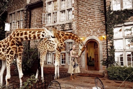 "Это из области фантастики": Наталья Давыдова позавтракала с жирафами в кенийском отеле - «Я и Отдых»