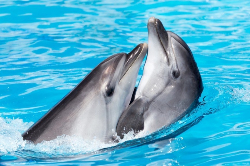 Девочка научилась приманивать дельфинов с помощью расчески - «Психология»