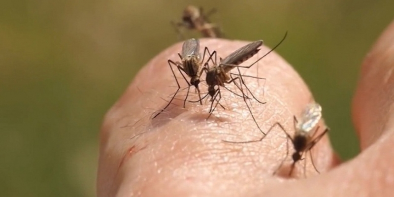 Зуд от укуса комара - «Здоровье»