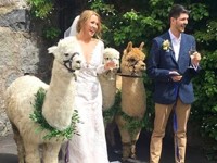 Альпаки стали трендом на свадьбах в Британии - «Про жизнь»