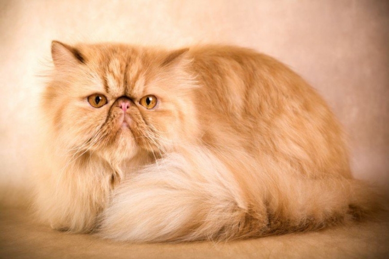 Шуба на зависть: 6 самых пушистых пород кошек - «Домашние Питомцы»
