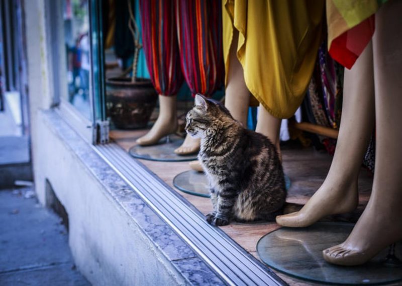 Кот стал звездой подиума, продефилировав во время показа мод в Турции - «Я и Мода»