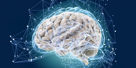 10 «возрастов» мозга - «Здоровье»