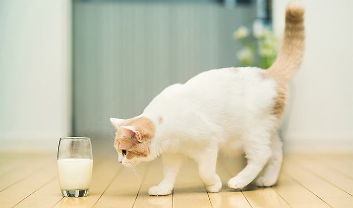 Можно ли кошке пить молоко? - «ДОМАШНИЙ ОЧАГ»