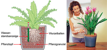 Три способа правильной посадки и полива комнатных растений - «ДОМАШНИЙ ОЧАГ»