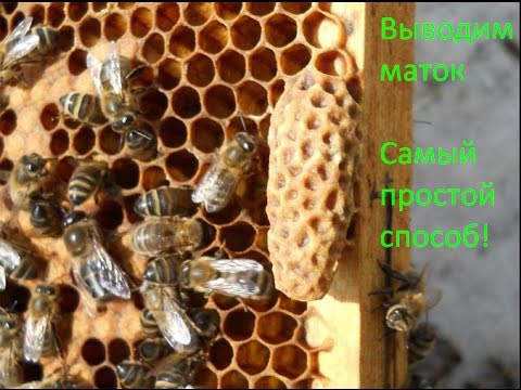 Матка - вывод маток и получение маточников | Разводим пчел - YouTube - «Видео советы»