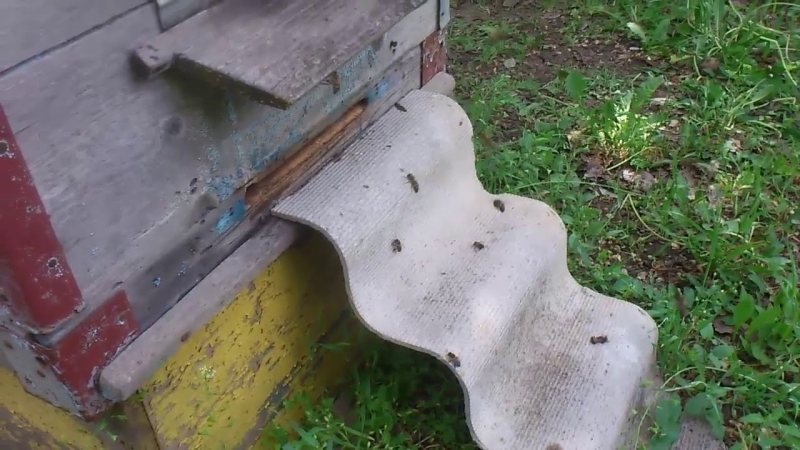 Как узнать есть ли медосбор - Пчеловодство начало - YouTube - «Видео советы»
