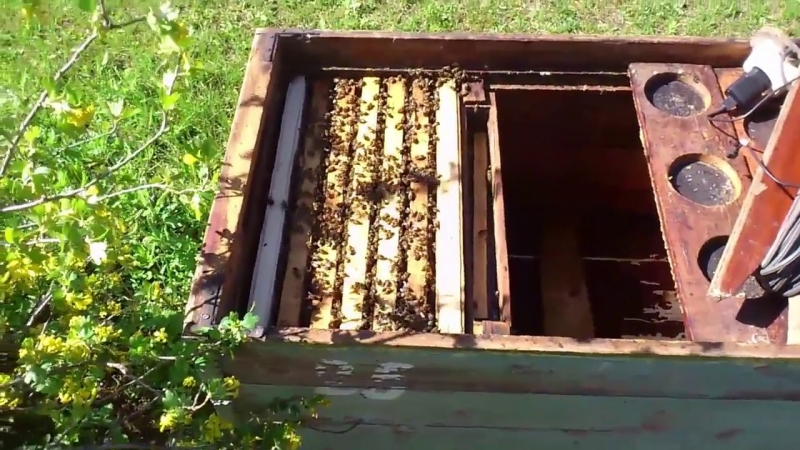 Пчелы - от покупки до сильной пчелосемьи (часть 4) - YouTube - «Видео советы»