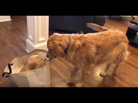 Golden Retriever meets his new puppy sister - YouTube - «Видео советы»