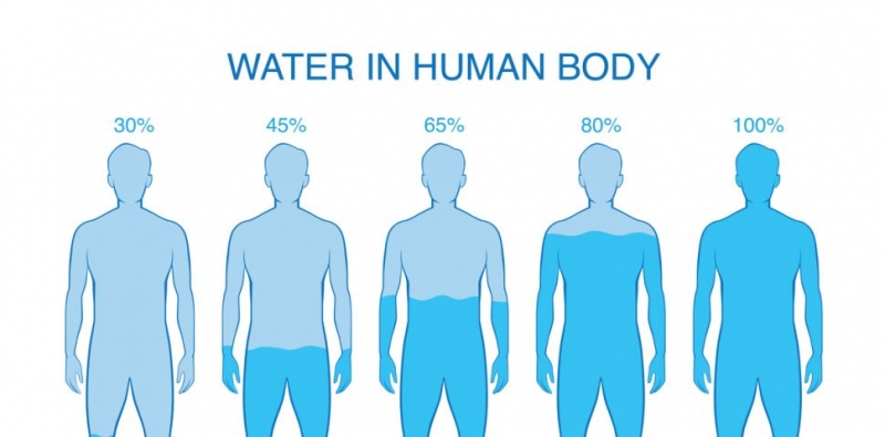 От чего зависит количество воды в организме? - «Я и Здоровье»