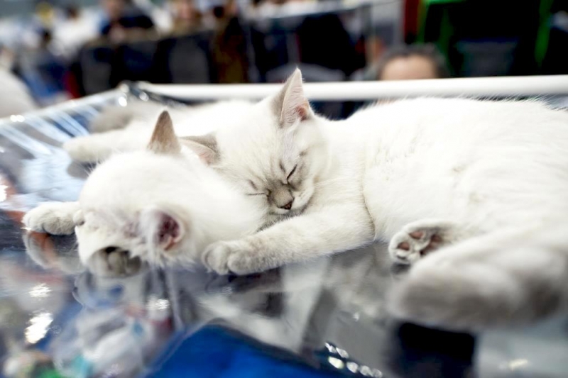 Все шансы попасть в Книгу рекордов России: выставка кошек «Кэтсбург» отметит юбилей новым рекордом - «Я и Дети»