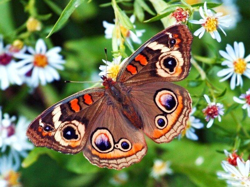 Устали от тревожных новостей? Нарисуйте бабочку онлайн — и она полетит! - «Домашние Питомцы»