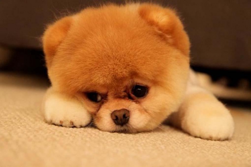 Меня зовут Боня! «Счастливый Животик» составил рейтинг самых популярных кличек собак в Москве - «Домашние Питомцы»