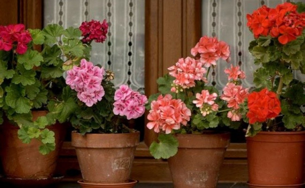 Дышите легче: какие домашние комнатные растения оздоравливают воздух в вашем доме - «СЕМЬЯ»